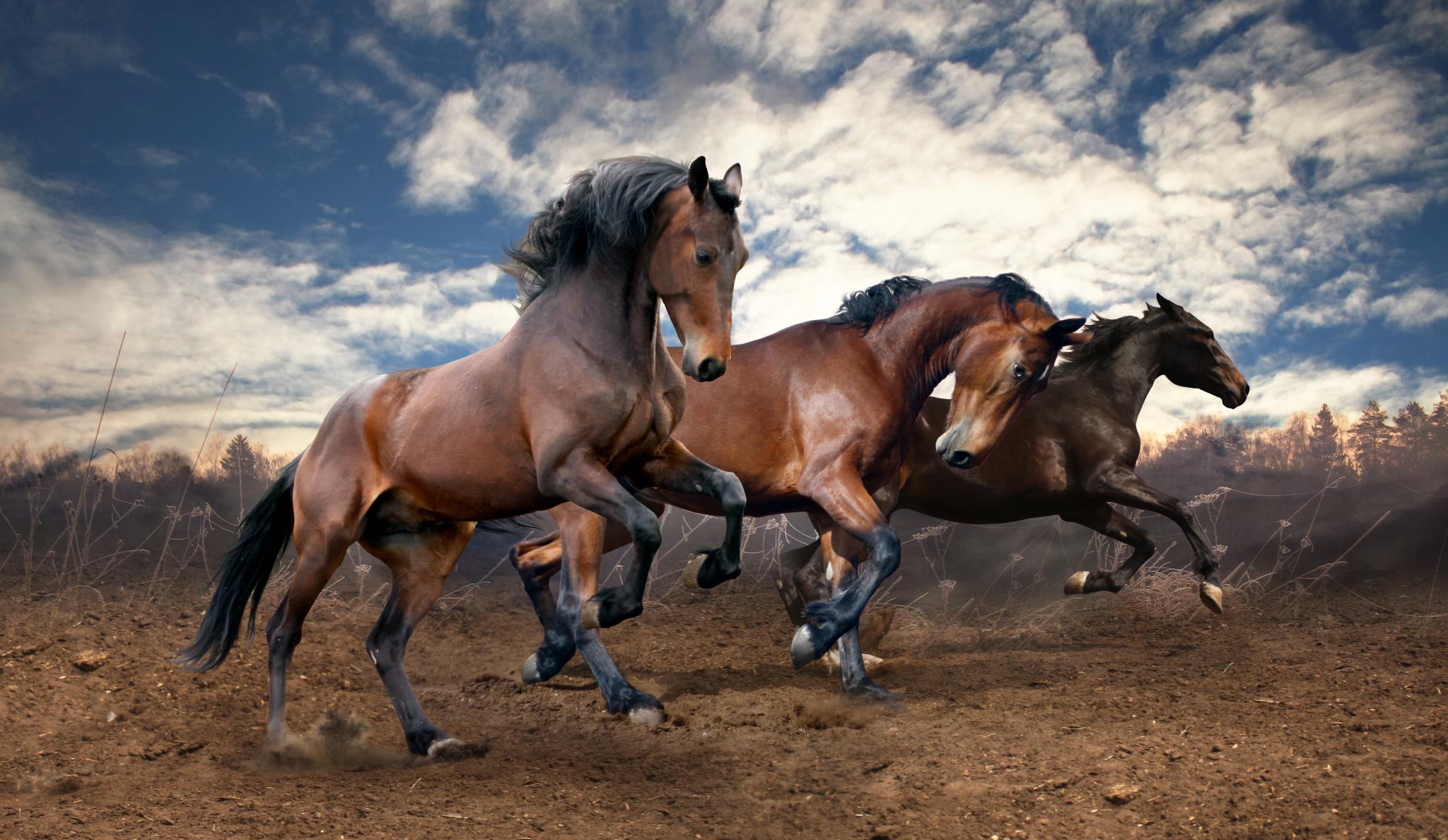 Wild Horses By Sasha S Giclee Canvas