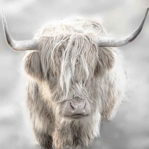 Soft Solo Highland By Danita Delimont Giclee Canvas
