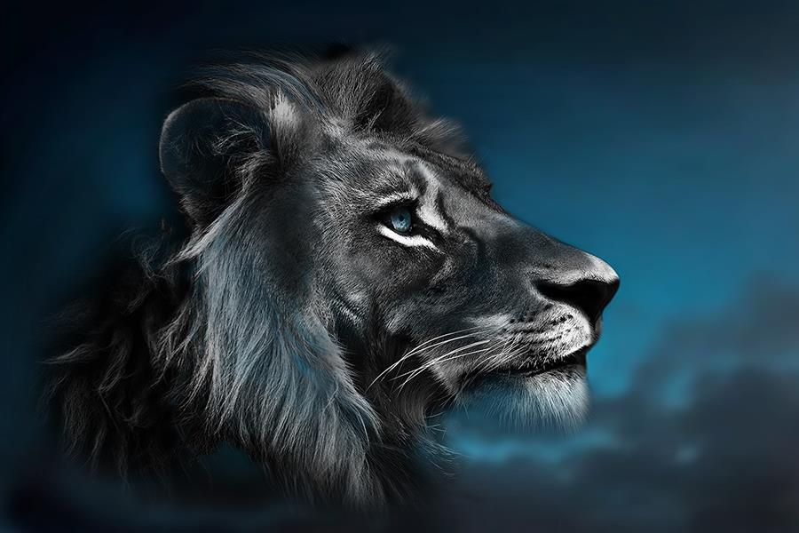 Portrait Of A Lion By Cad Design Giclee Canvas