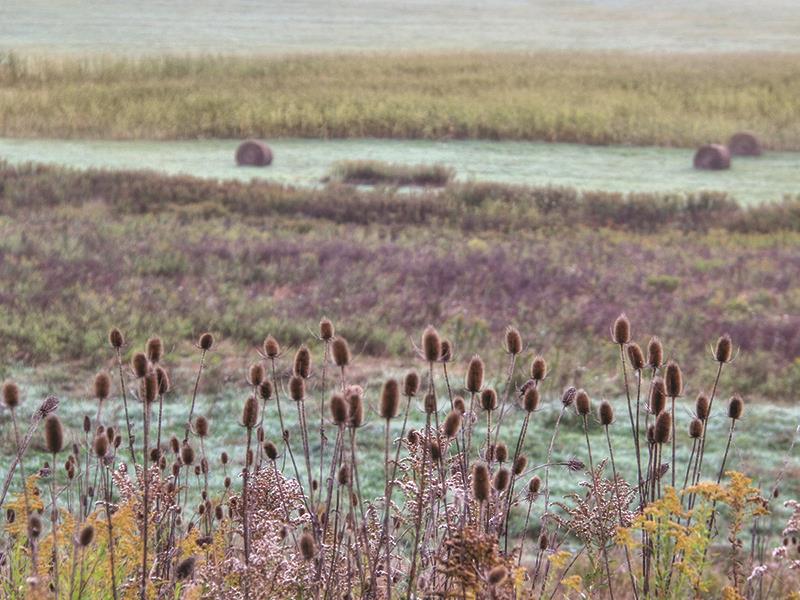 Roadside Beauty By Lori Deiter Giclee Canvas