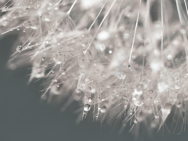 Droplet In Time Ii By Lori Deiter Giclee Canvas