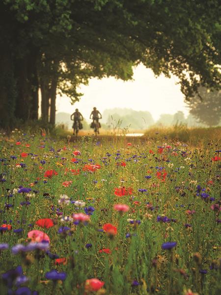 Bike Ride Among The Wildflowers By Martin Podt Photography Giclee Canvas