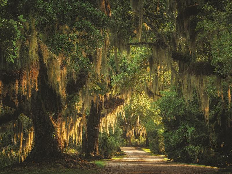 Moss Draped Path By Martin Podt Photography Giclee Canvas