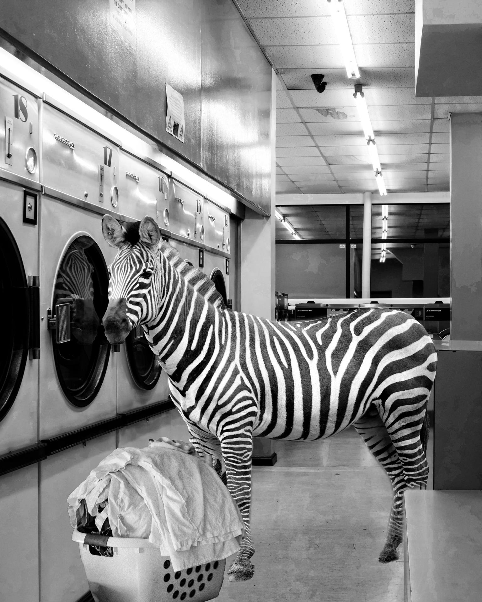 Safari Laundromat Zebra Giclee Canvas