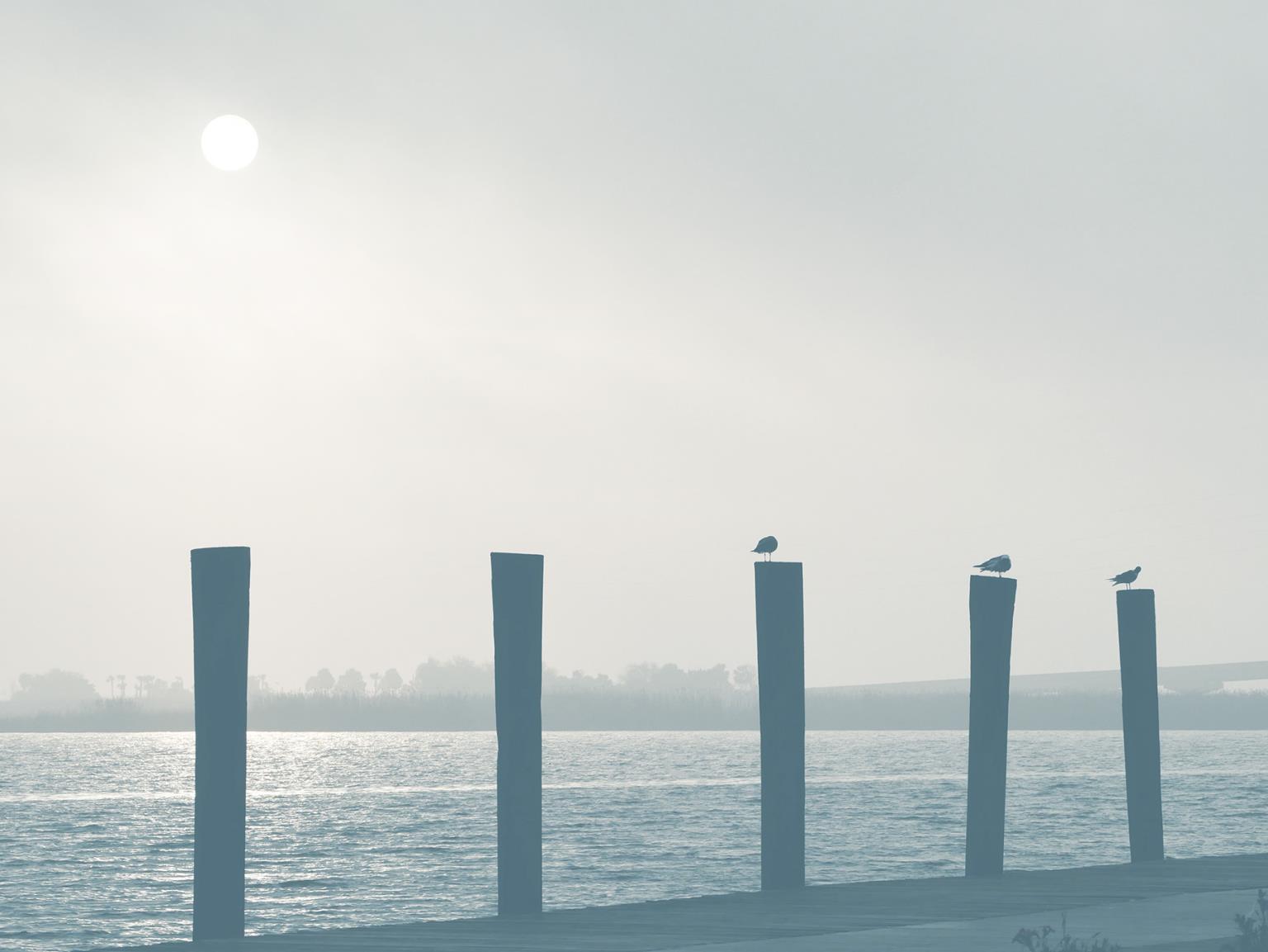 Pelicans By Gail Peck Giclee Canvas