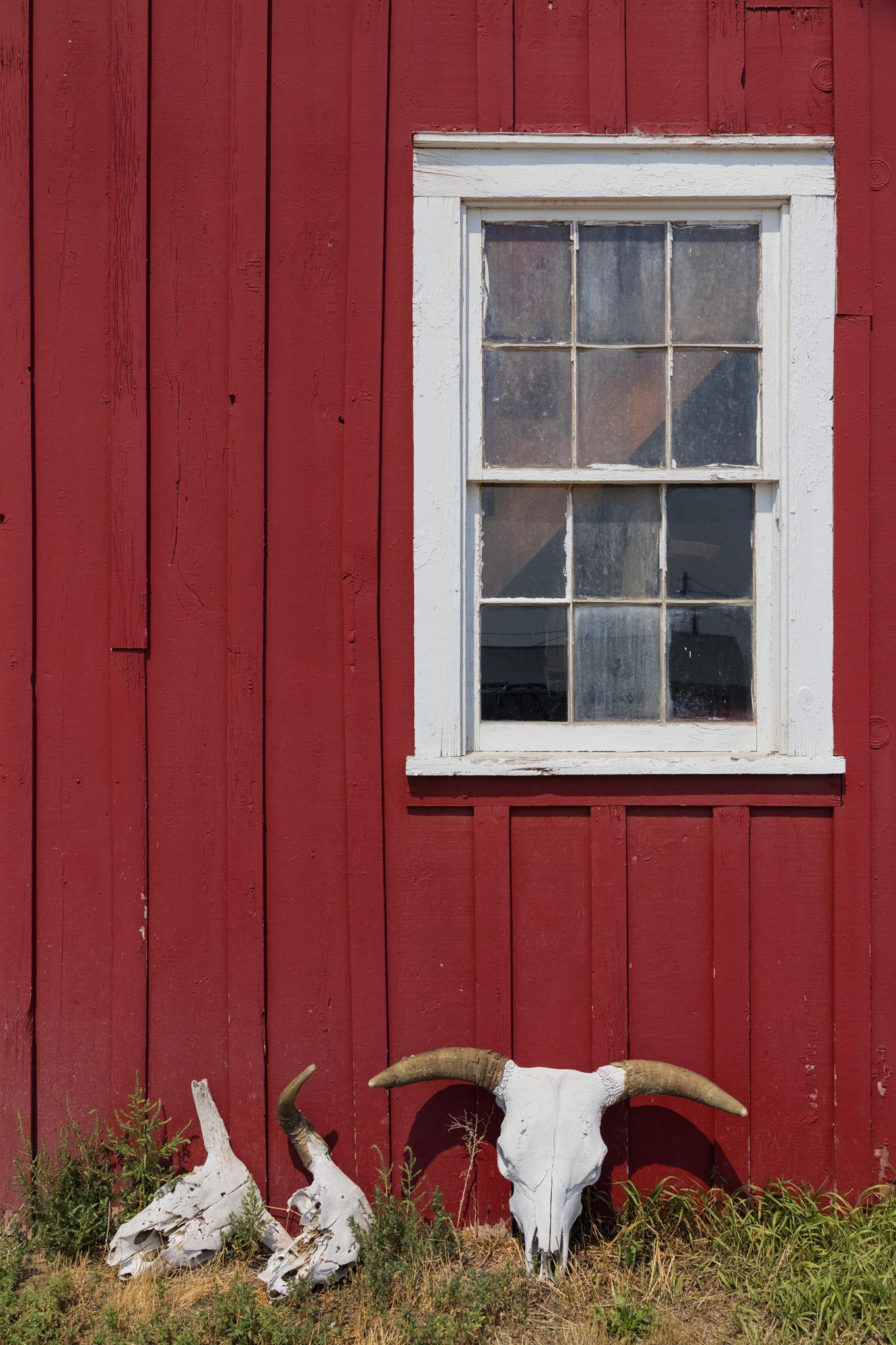 Skulls By Piddix Giclee Canvas