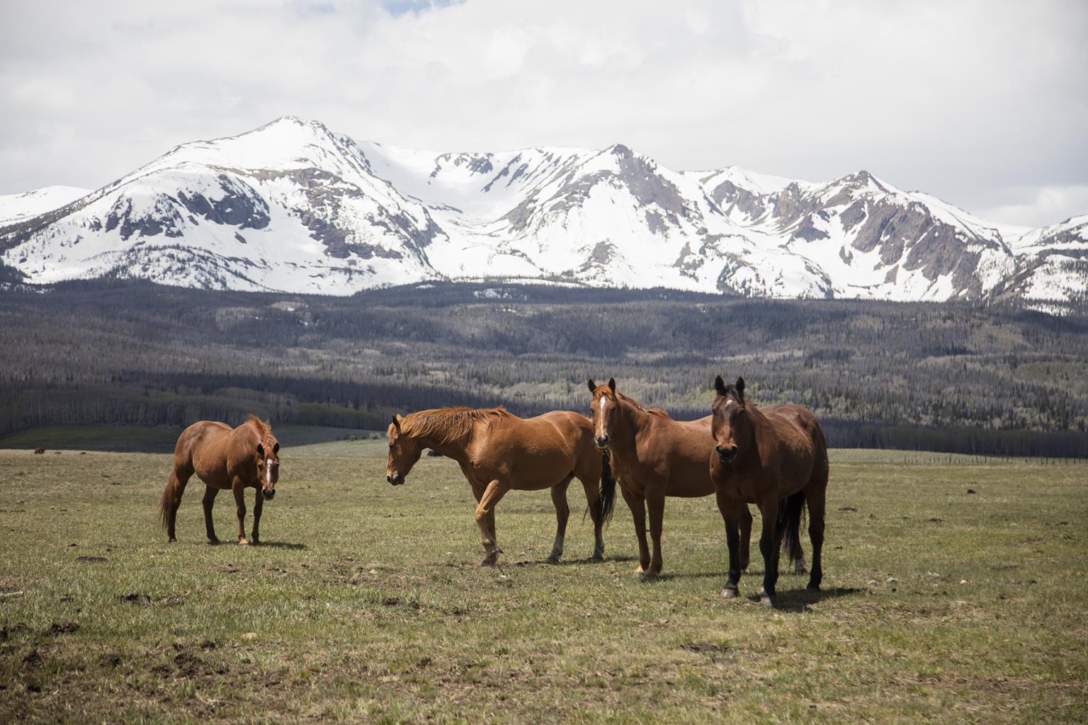 Horse Perspective By Piddix Giclee Canvas