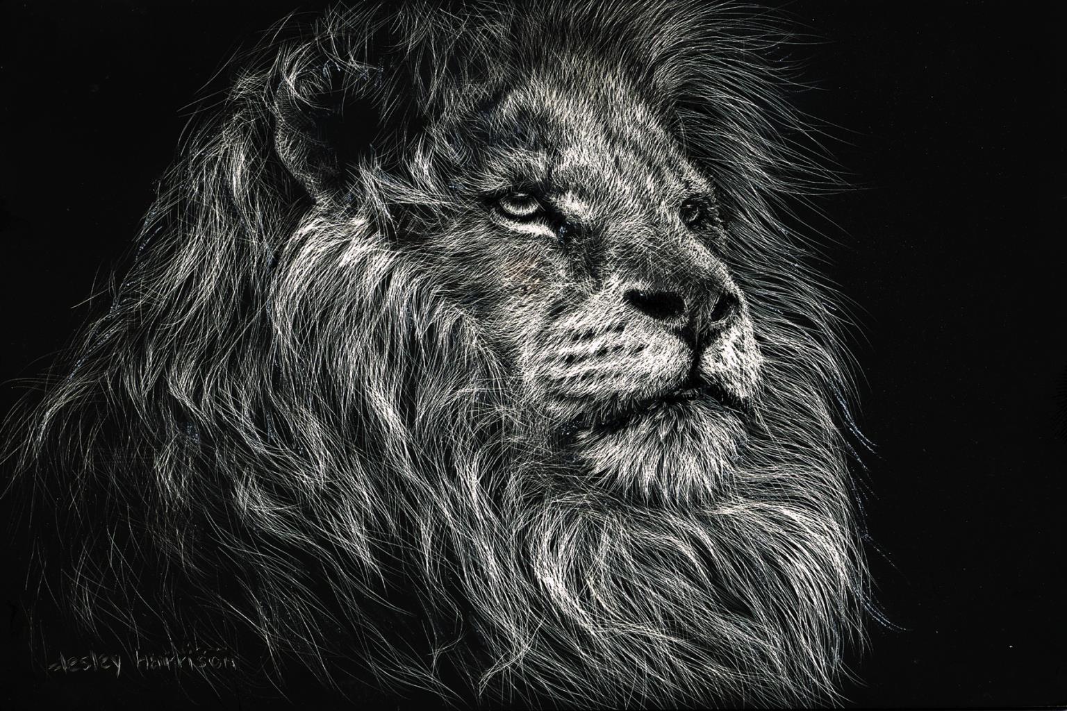 African Lion By Lesley Harrison (Framed) Giclee Canvas