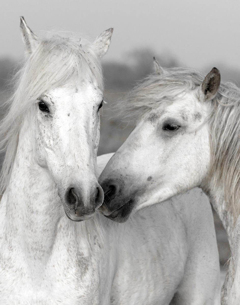 Affection I By Danita Delimont (Framed) Giclee Canvas