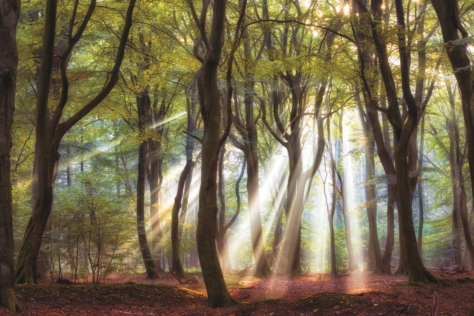 ***Monl*** Majestic Morning By Lars Van De Goor(Framed Small) Giclee Canvas