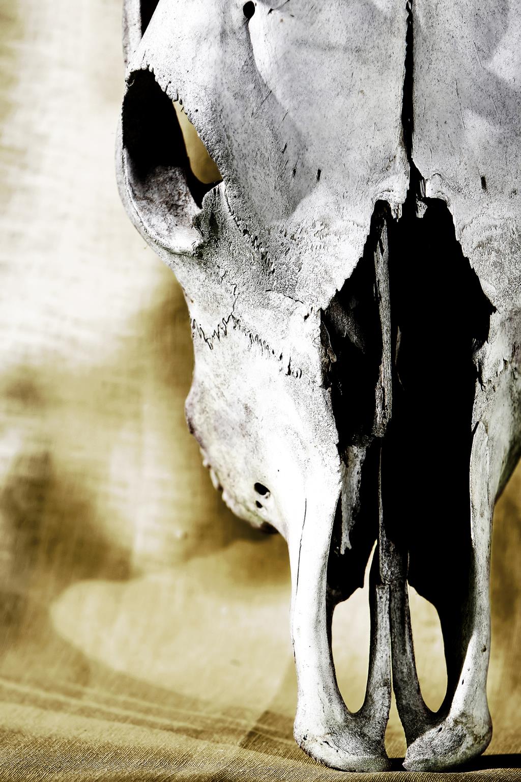 Temp Glass W/ Foil - Cattle Skull Tempered Glass