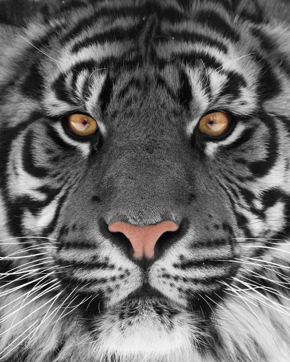 Temp Glass W/Foil - White Tiger Tempered Glass