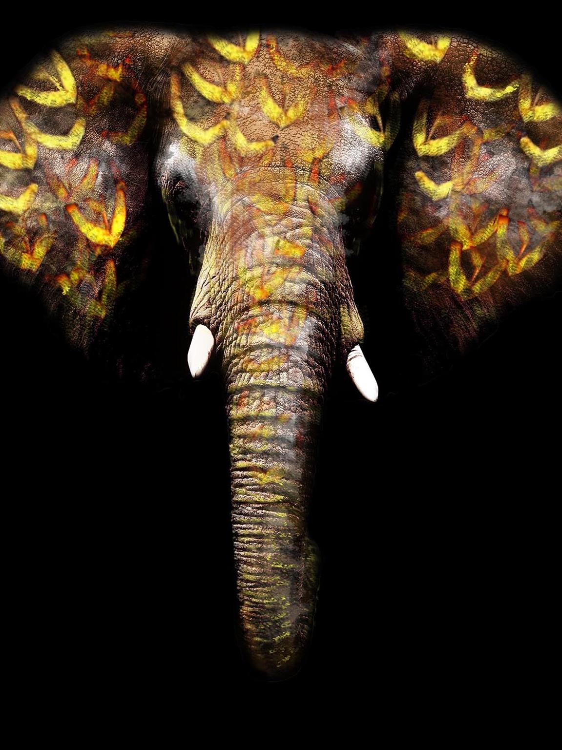 Temp Glass W/Foil - Gold Elephant Tempered Glass