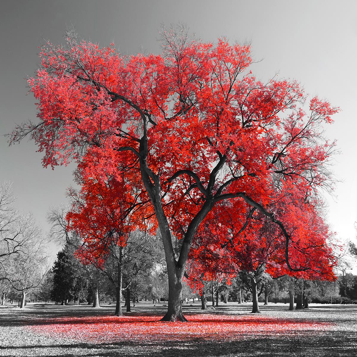 Temp Glass W/Foil - Red Tree Tempered Glass