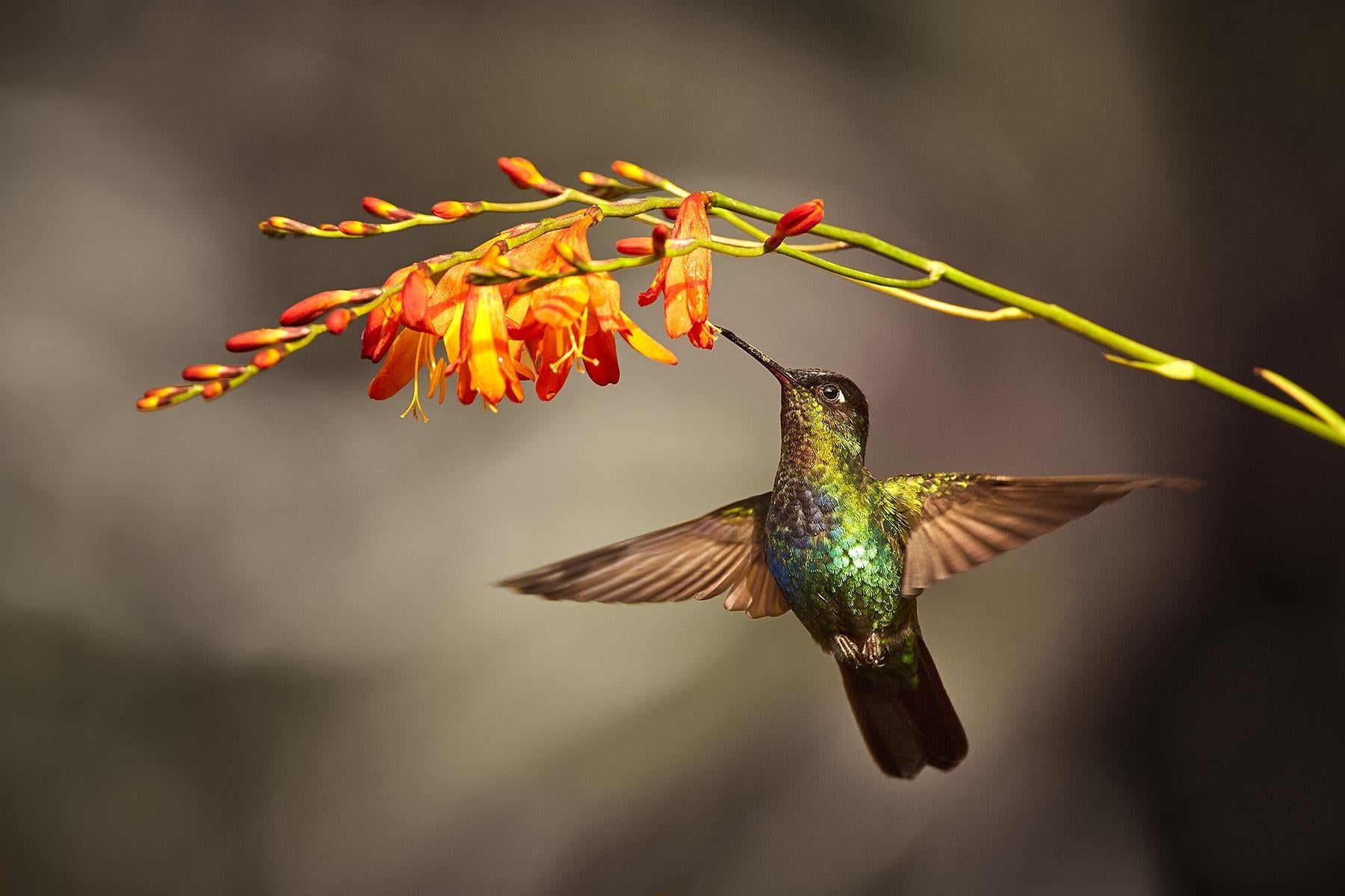 Temp Glass W/Foil - Hummingbird Tempered Glass