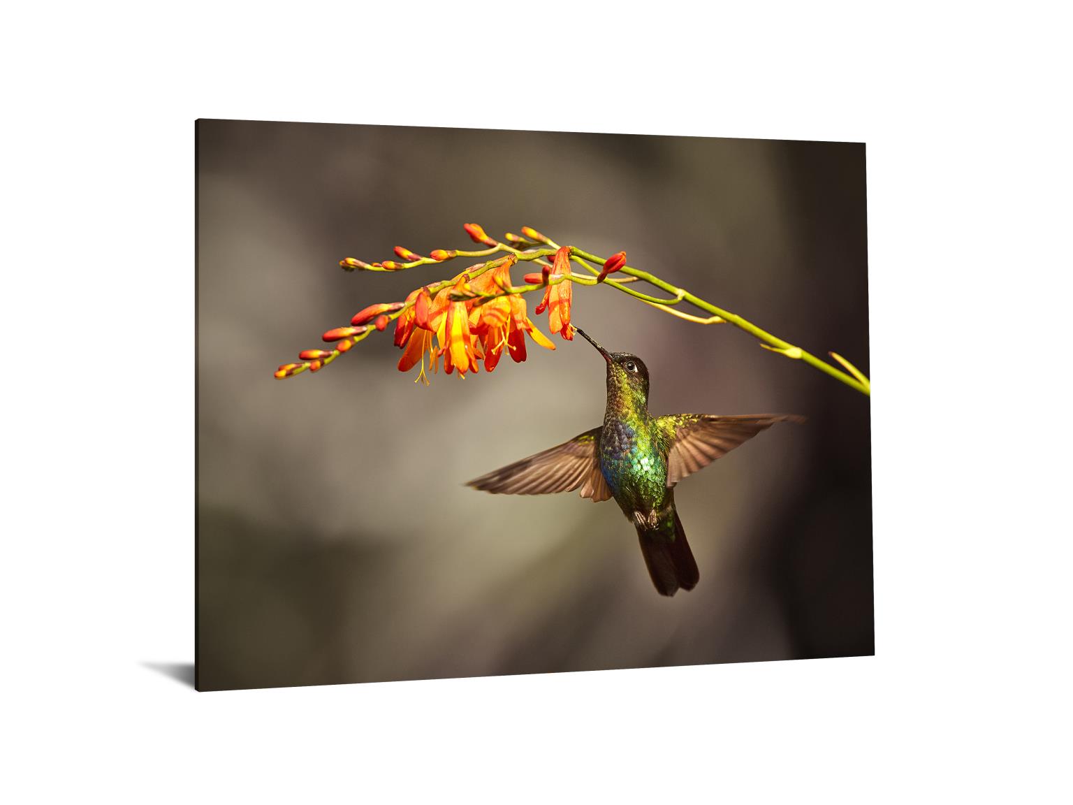 Temp Glass W/Foil - Hummingbird Tempered Glass