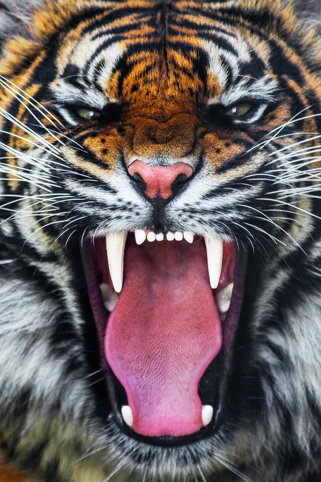 Temp Glass W/Foil - Roaring Tiger Tempered Glass