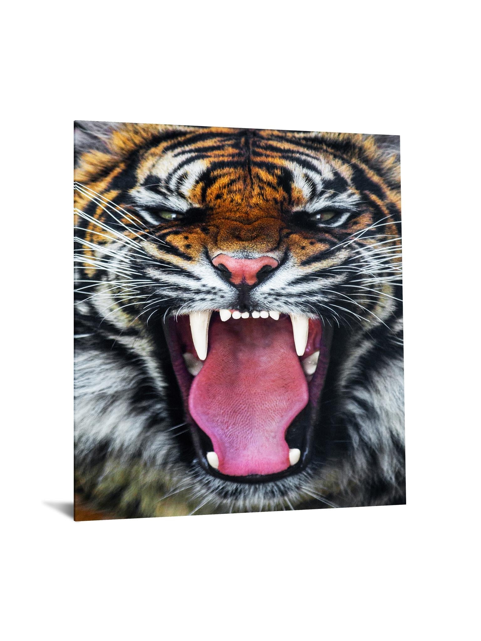 Temp Glass W/Foil - Roaring Tiger Tempered Glass