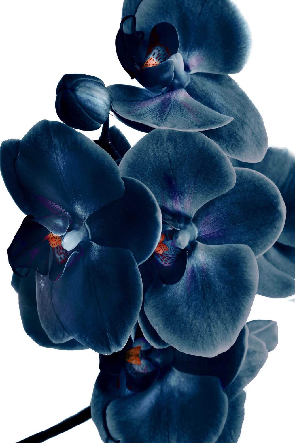 Temp Glass W/Foil - Blue Orchid Tempered Glass