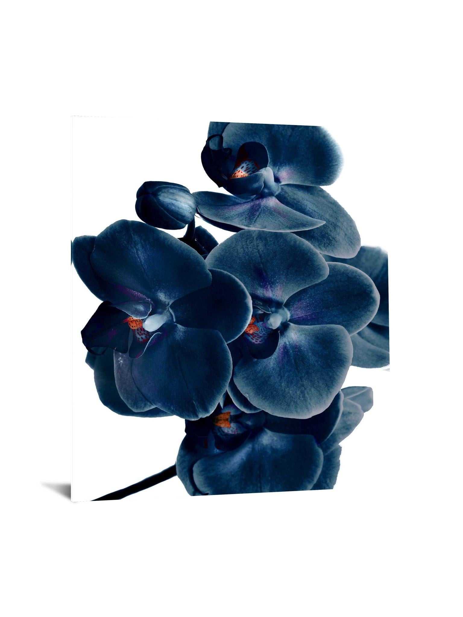 Temp Glass W/Foil - Blue Orchid Tempered Glass