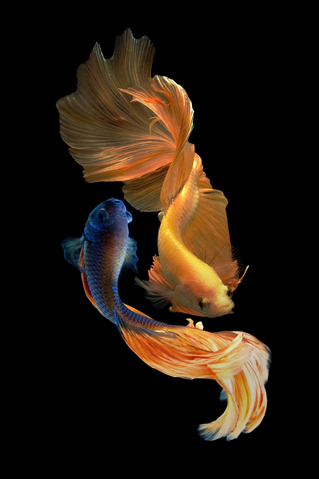 Tempered Glass W/Foil - Ying Yang Fish Tempered Glass