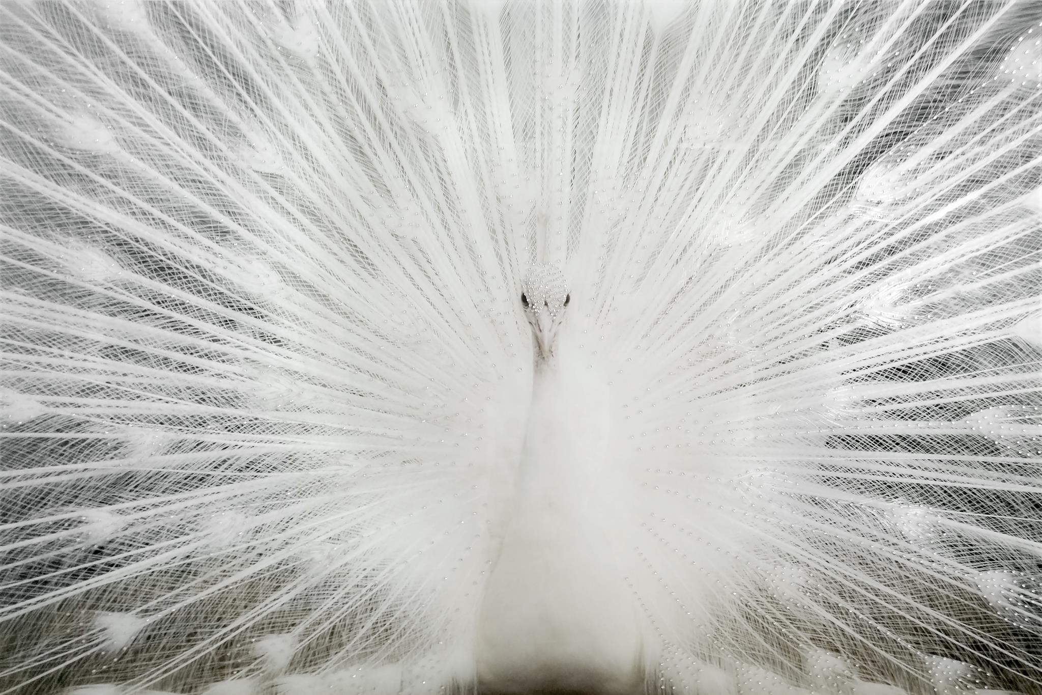 Tempered Glass W/Foil & Rhinestones - White Peacock Tempered Glass