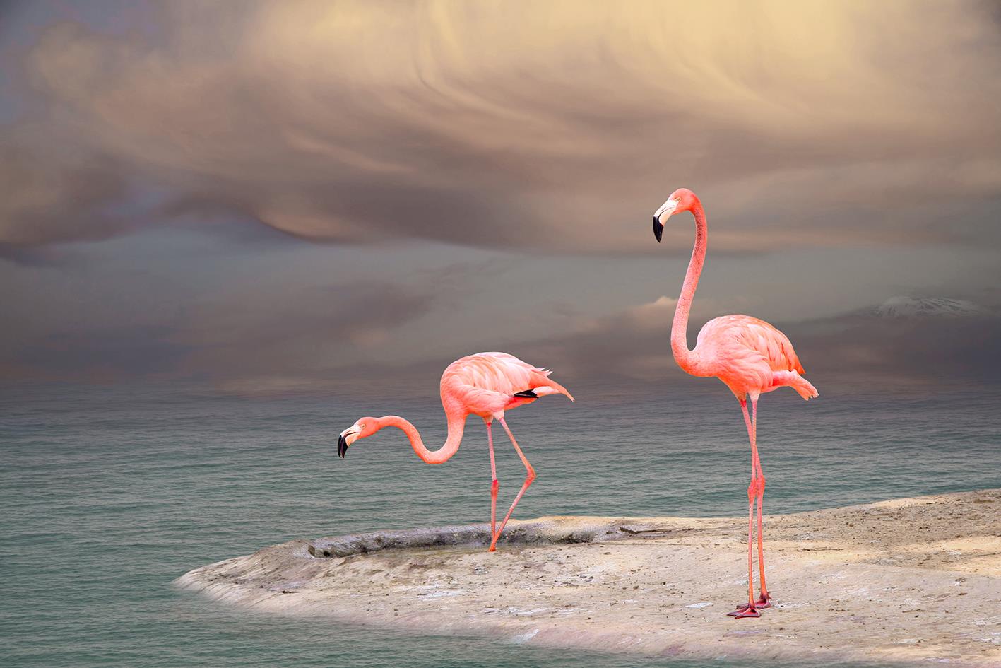 Tempered Glass W/Foil - Flamingo Tempered Glass