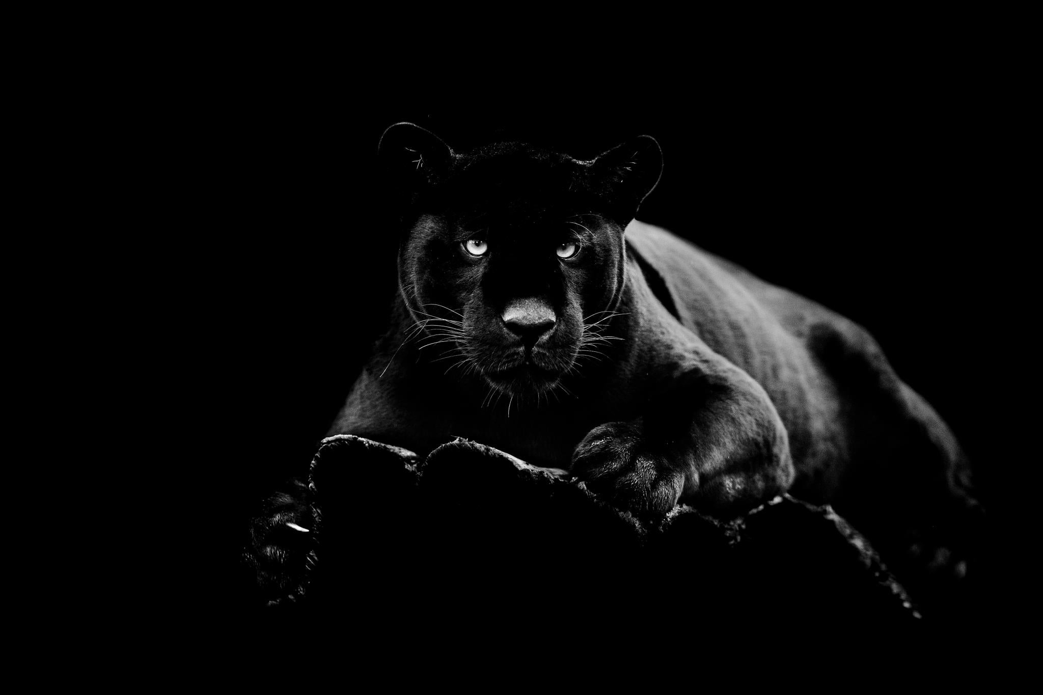 Tempered Glass W/Foil - Black Panther Tempered Glass