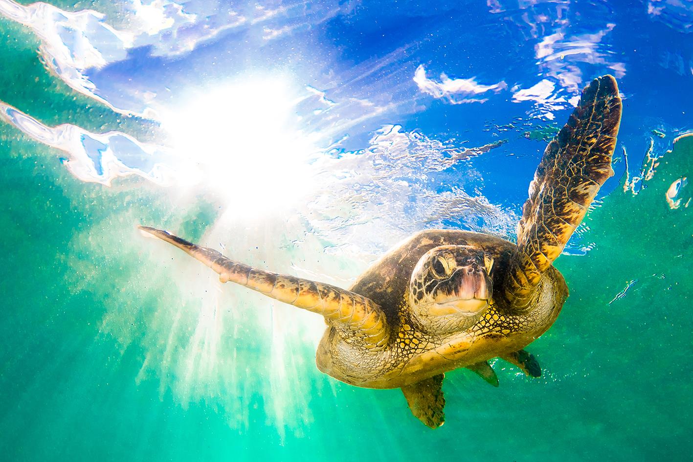 Tempered Glass W/Foil - Sea Turtle Tempered Glass