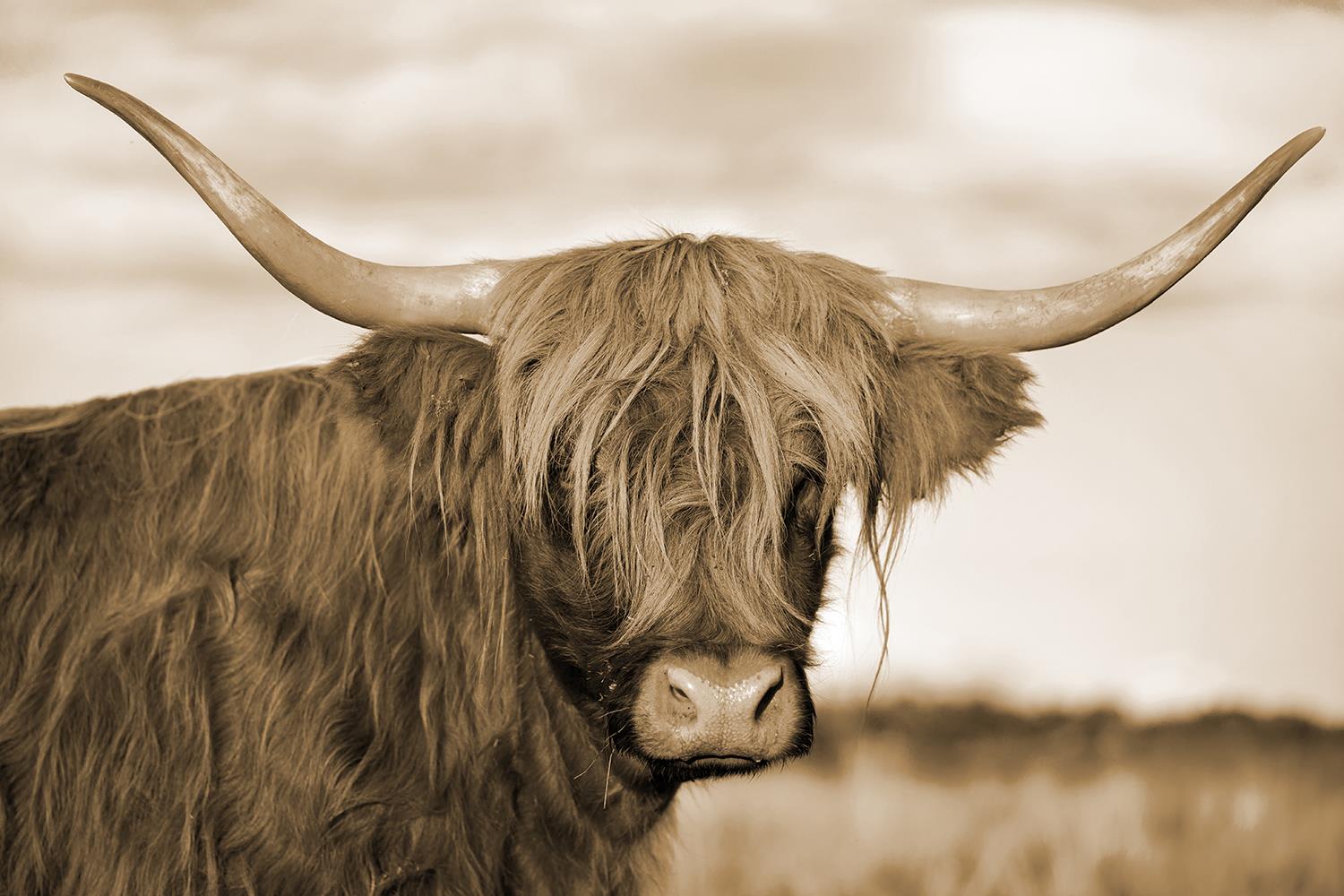 Temp Glass W/Foil - Highland Cow 1 Tempered Glass