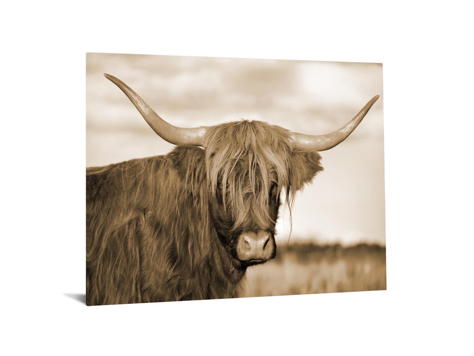 Temp Glass W/Foil - Highland Cow 1 Tempered Glass