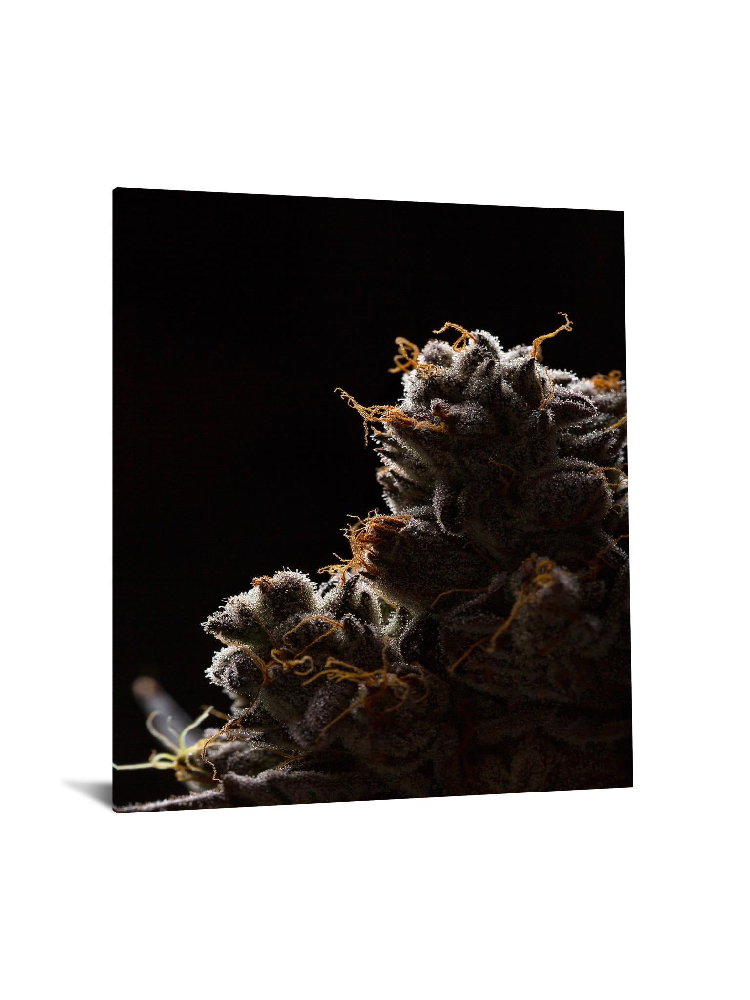 Temp Glass W/Foil -Cann 1 Tempered Glass