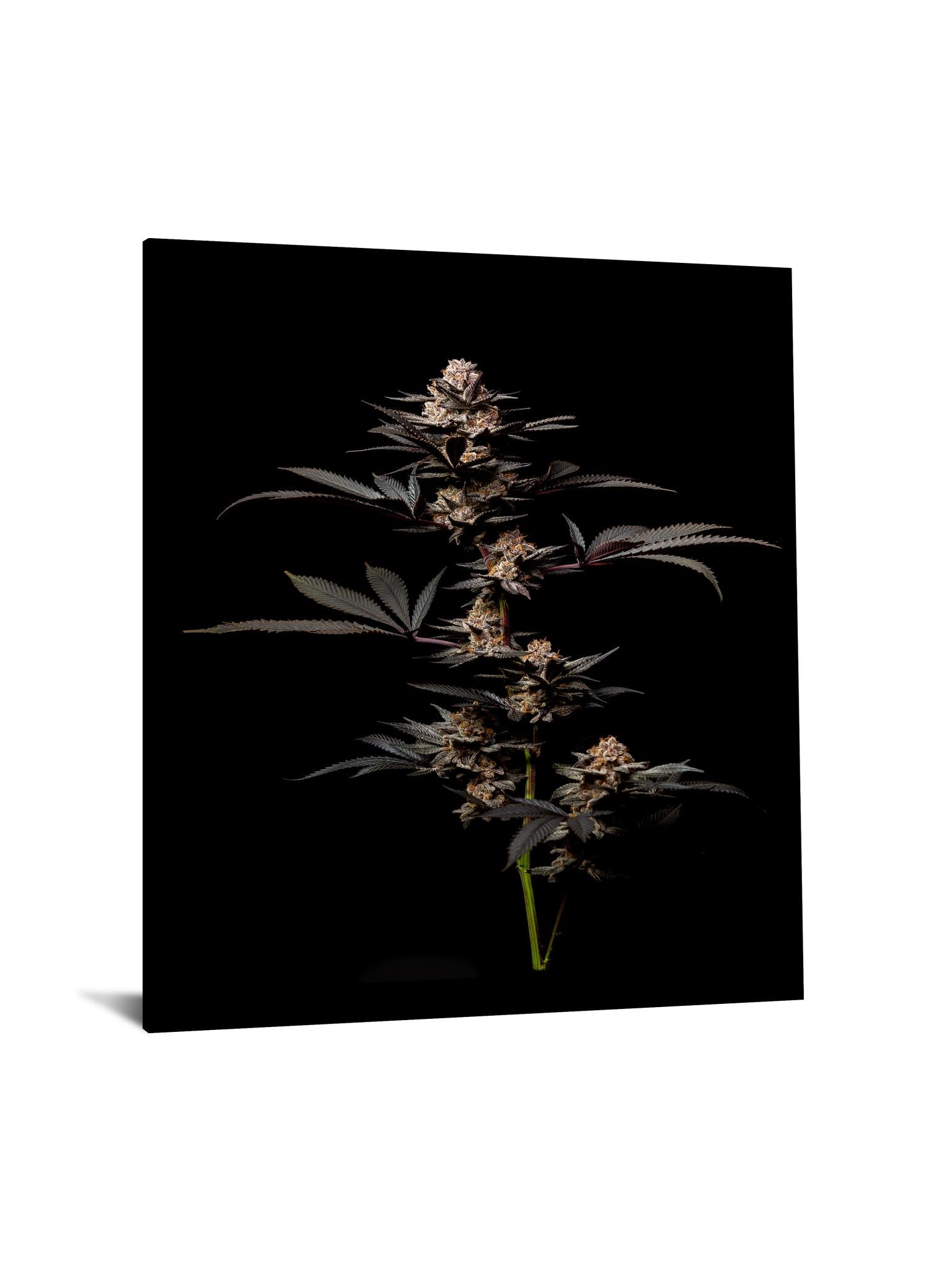 Temp Glass W/Foil -Cann 2 Tempered Glass