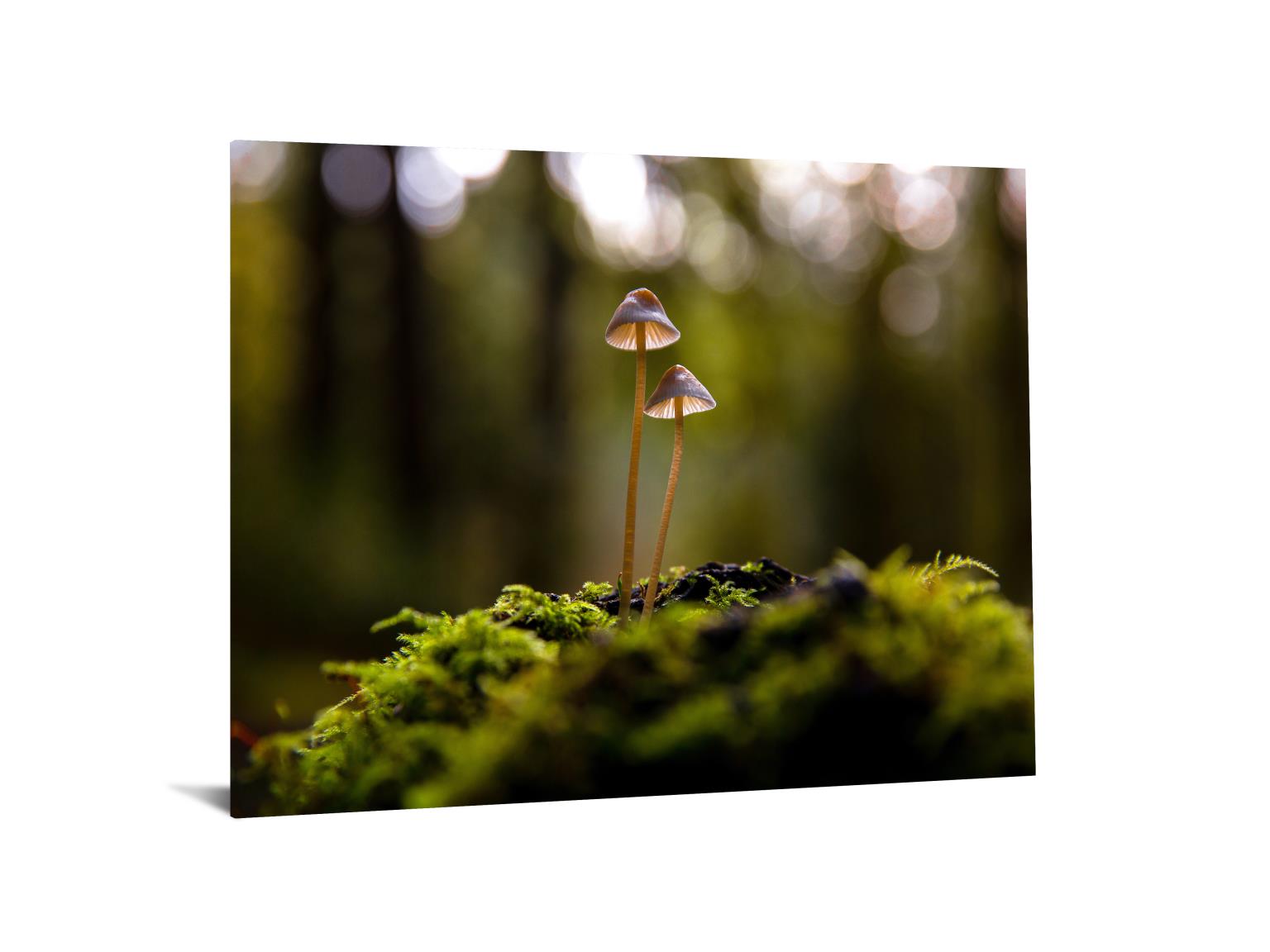 Temp Glass W/Foil -Mushrooms Tempered Glass