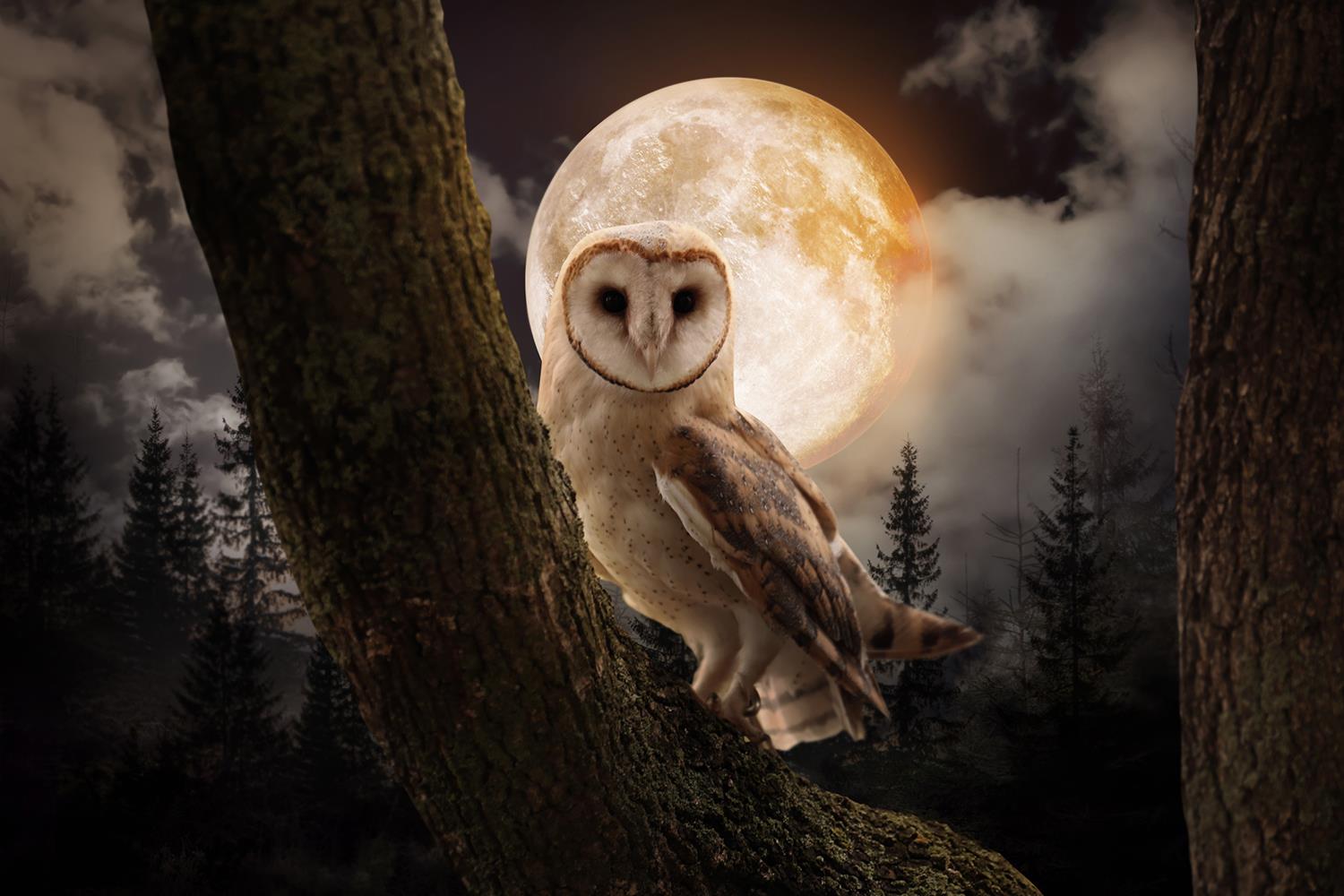 Temp Glass W/Foil -Night Owl Tempered Glass