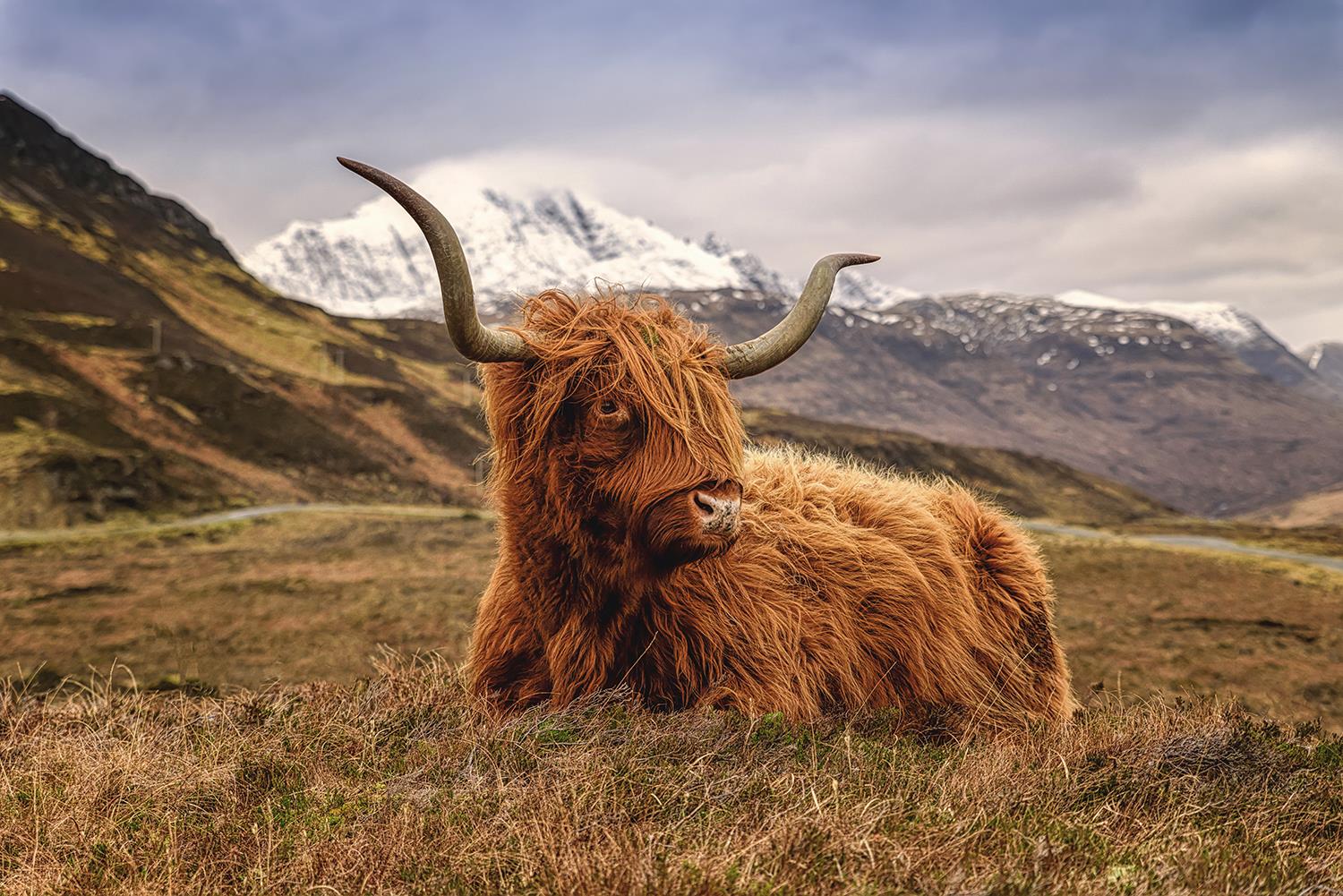Temp Glass W/Foil - Highland Cow 2 Tempered Glass
