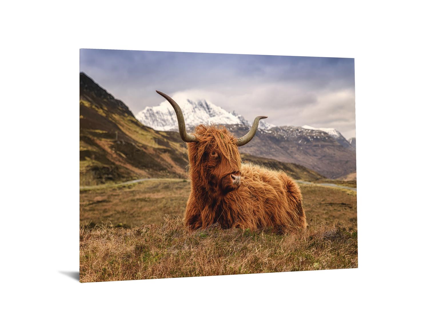 Temp Glass W/Foil - Highland Cow 2 Tempered Glass