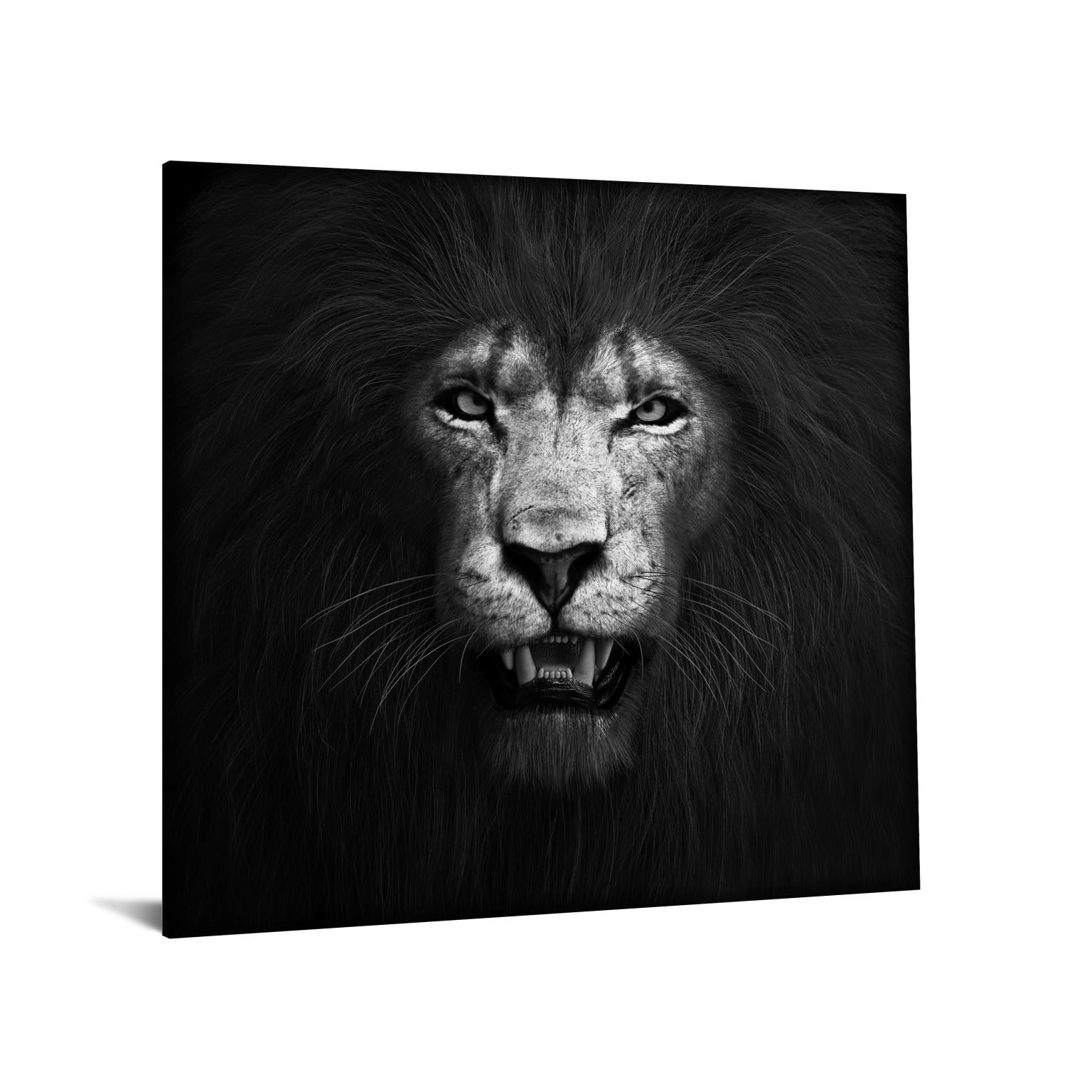 Temp Glass W/Foil -Lion B & W Tempered Glass