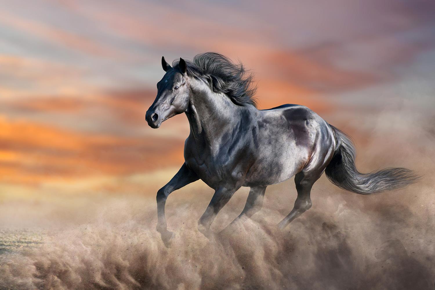 Temp Glass W/Foil -Running Horse Tempered Glass