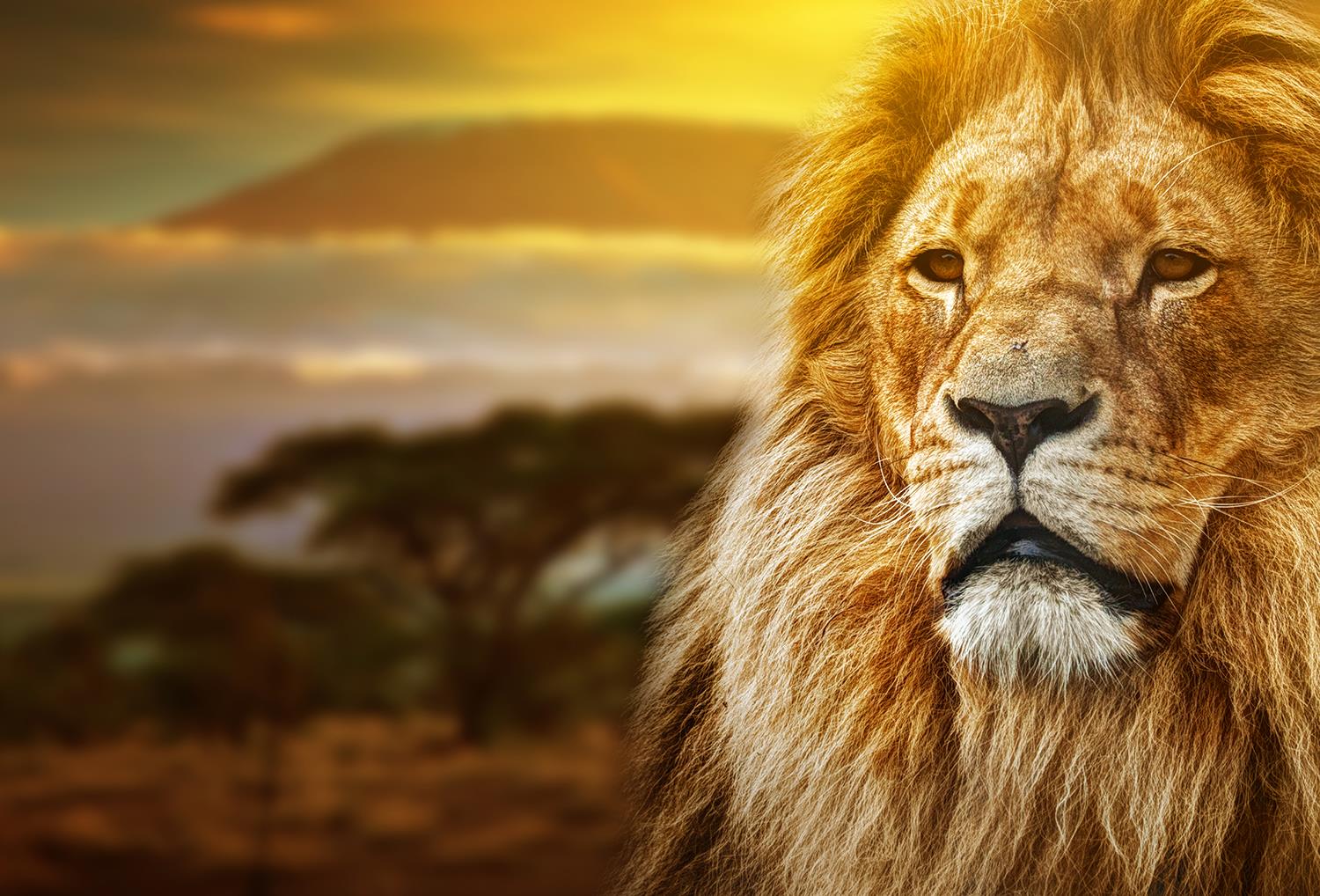 Temp Glass W/Foil -Lion Safari Tempered Glass