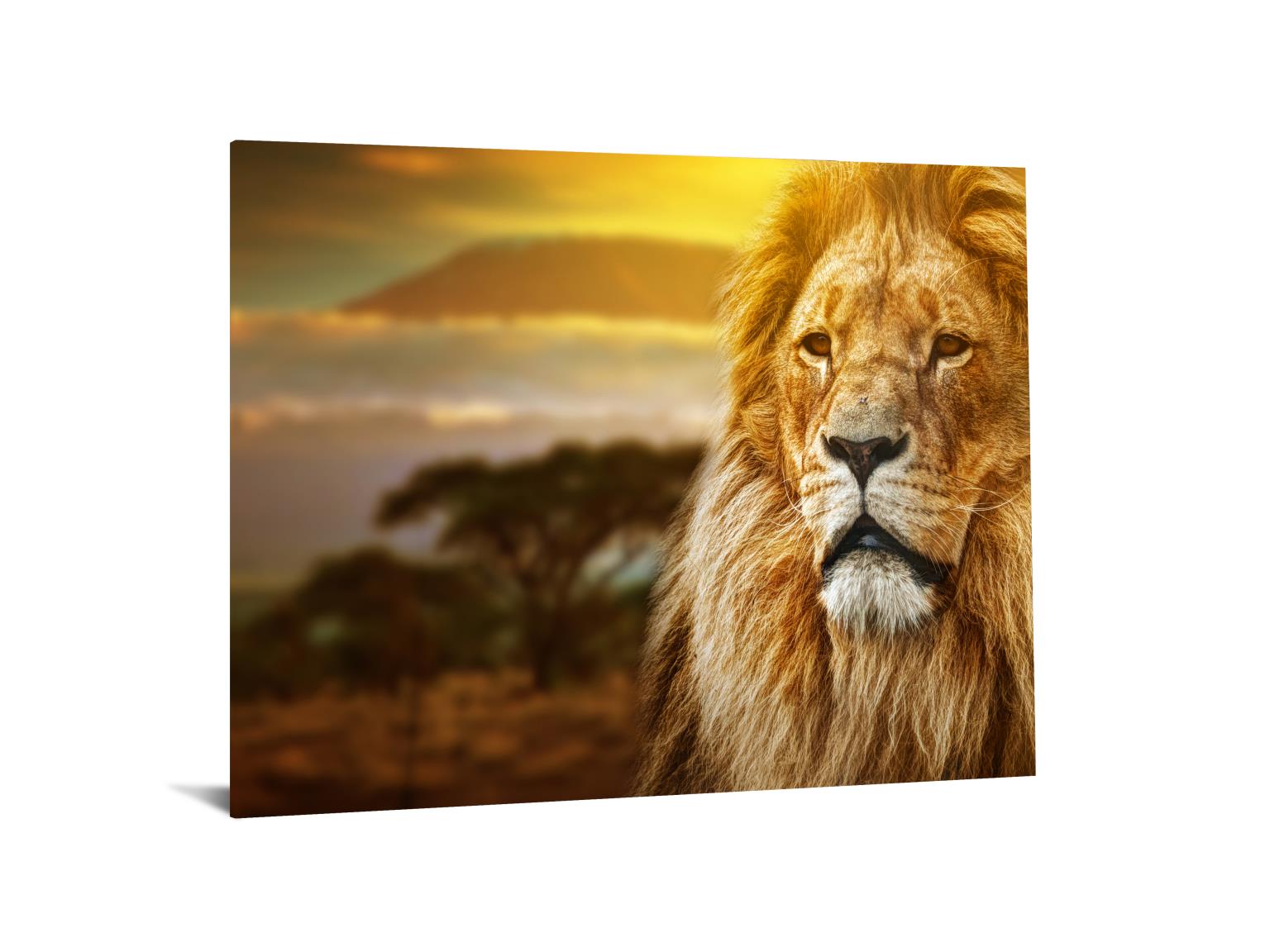 Temp Glass W/Foil -Lion Safari Tempered Glass