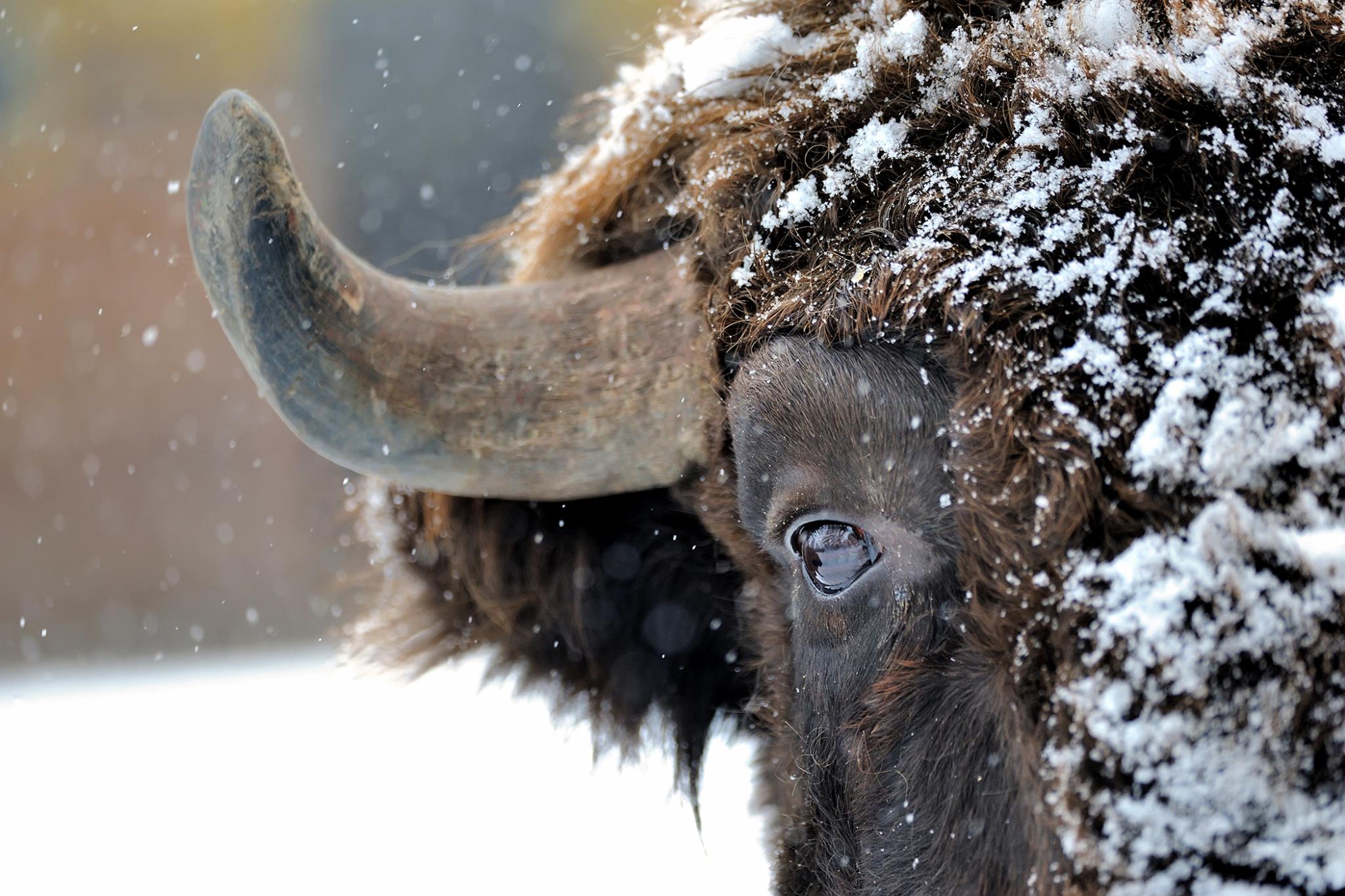 Temp Glass W/ Foil - Snowy Bison Tempered Glass