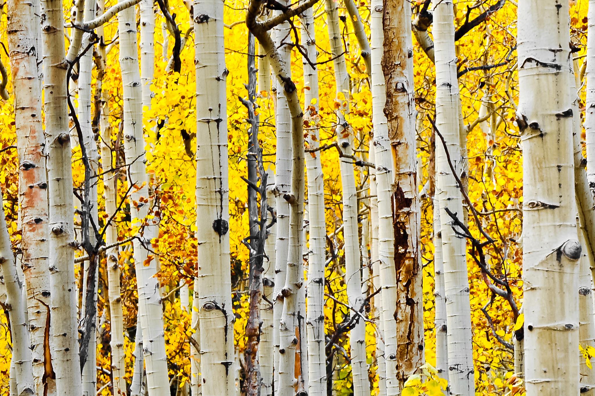 Temp Glass W/ Foil - Yellow Aspen Tempered Glass