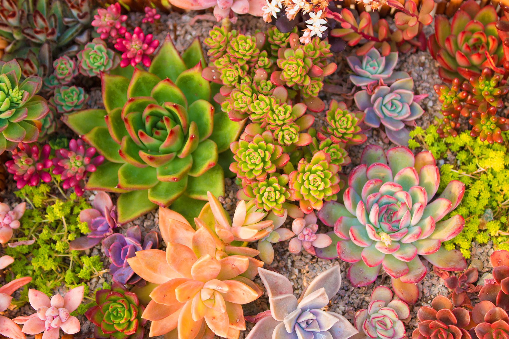 Temp Glass W/ Foil - Succulent Dreams Tempered Glass