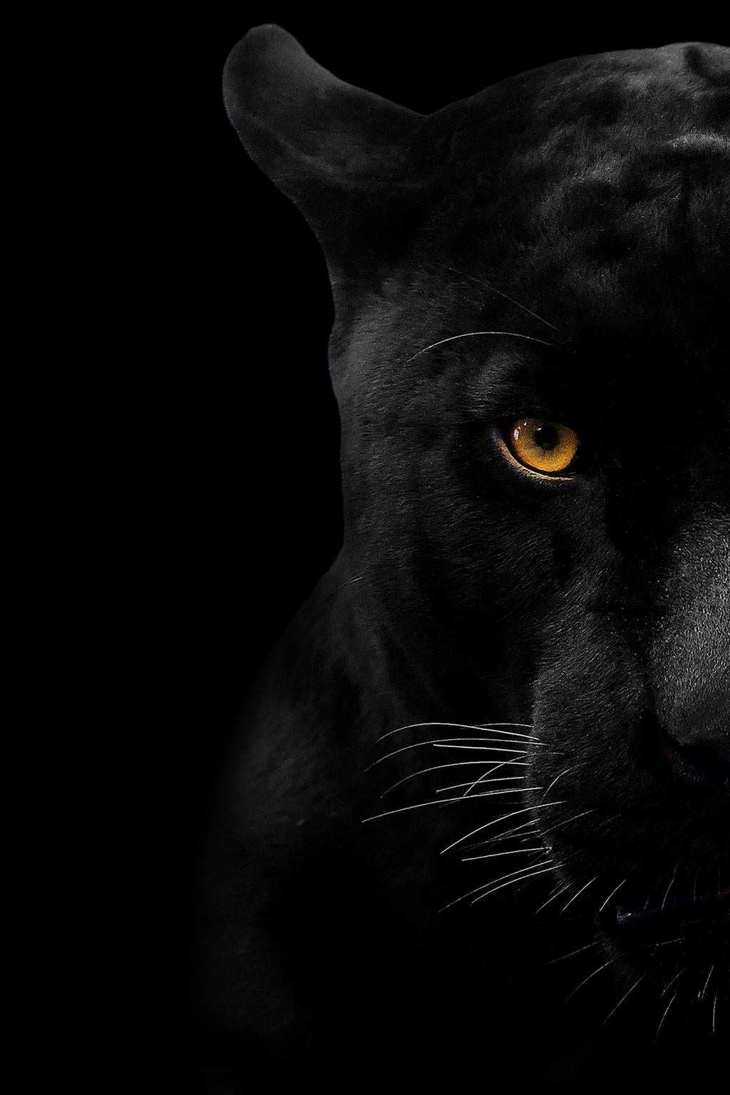 Temp Glass W/ Foil - Panther Face Tempered Glass
