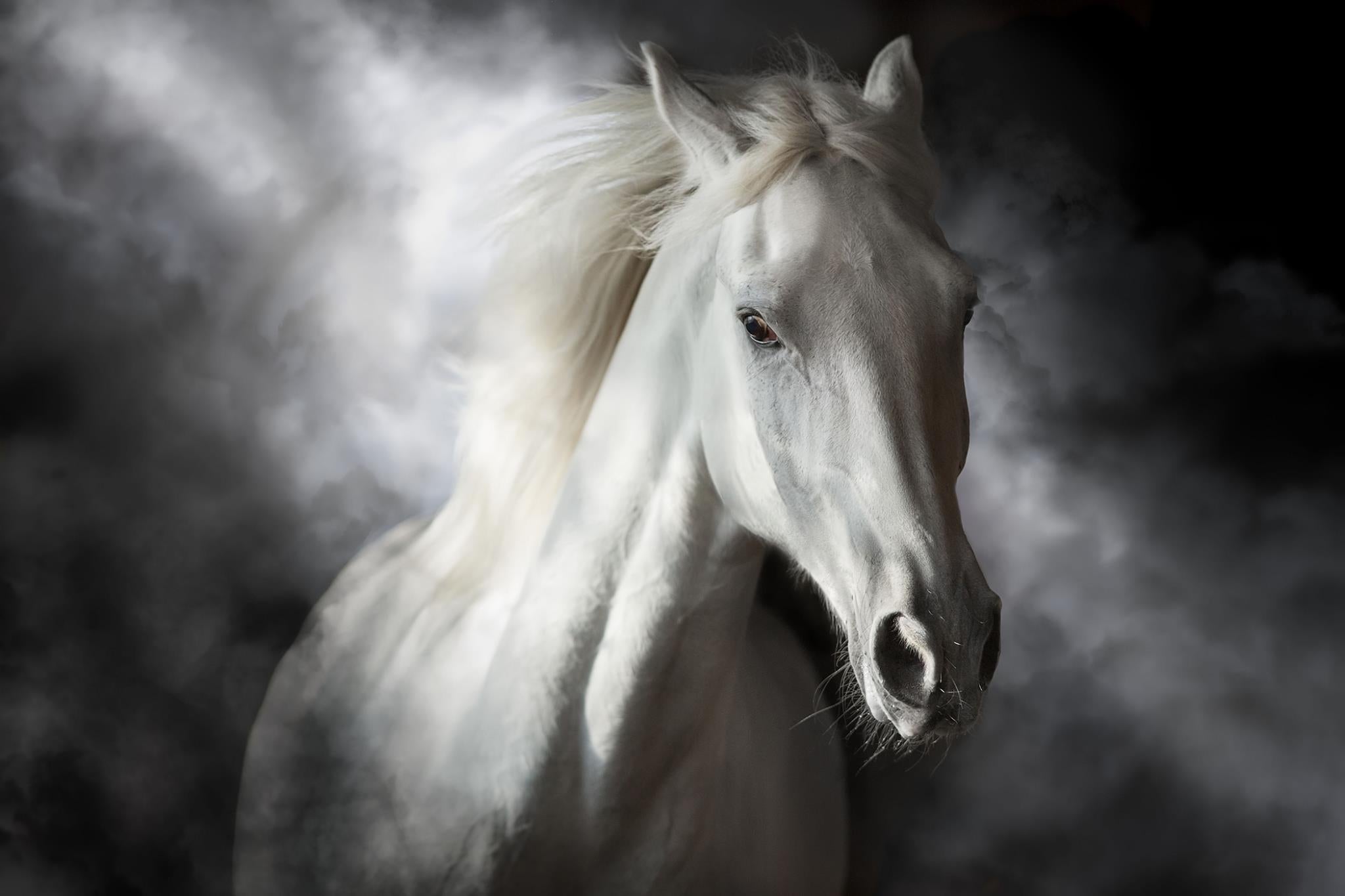 Temp Glass W/ Foil - Mystical White Horse Tempered Glass