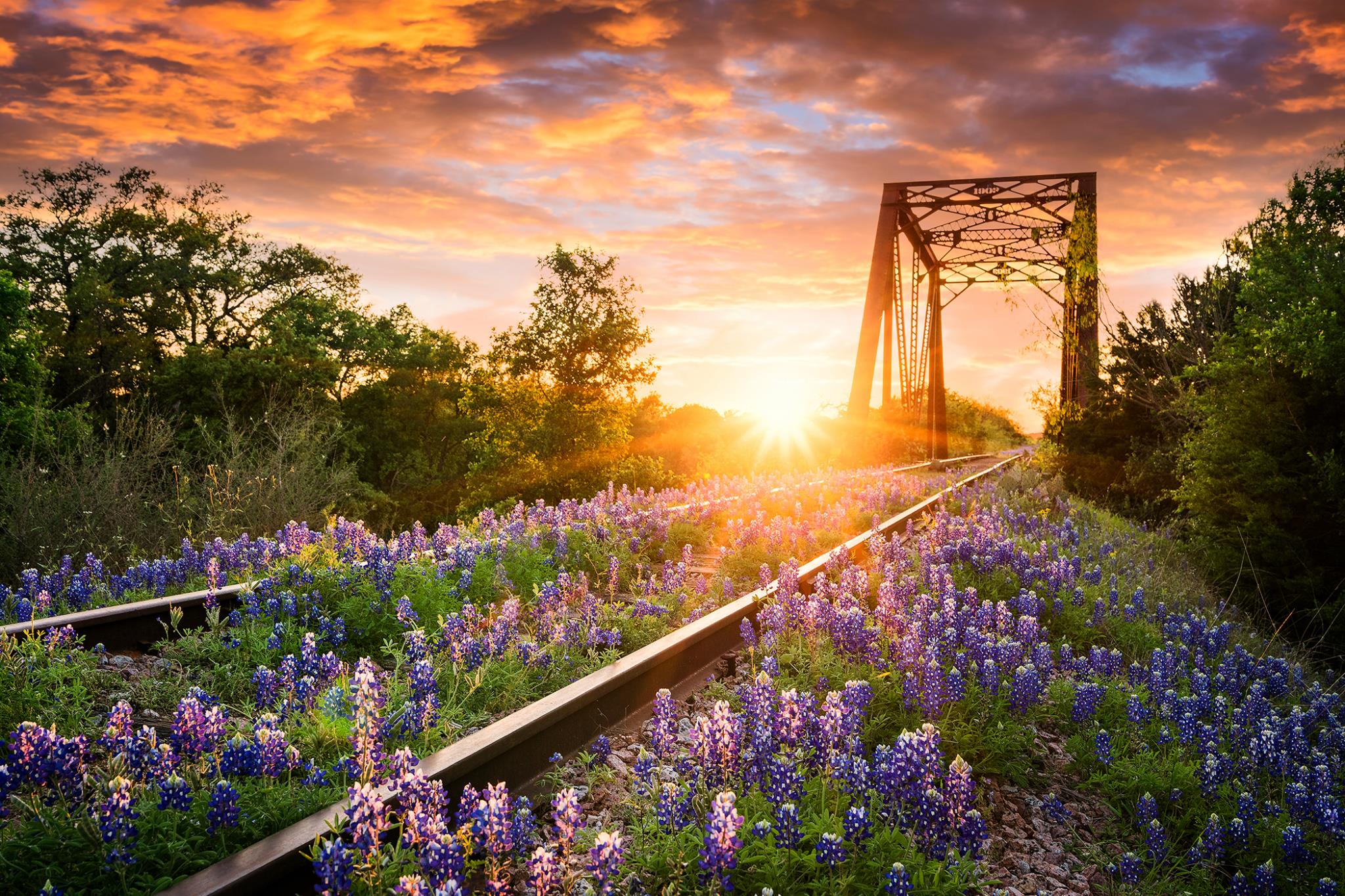 Temp Glass W/ Foil - Bluebonnet Rails Tempered Glass