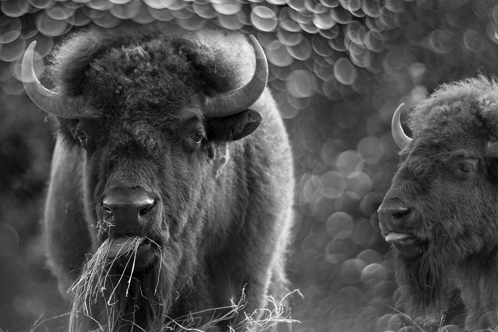 Temp Glass W/ Foil - Bison Duo Tempered Glass