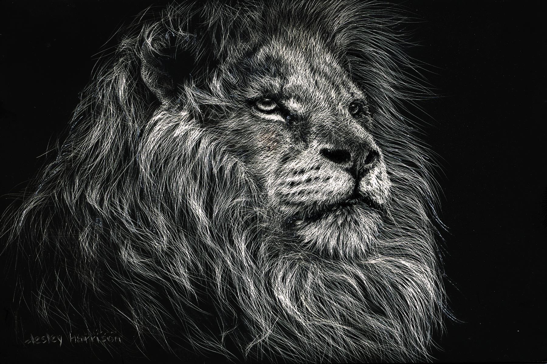African Lion By Lesley Harrison Giclee Canvas