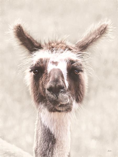Quizzical Alpaca By Lori Deiter Giclee Canvas